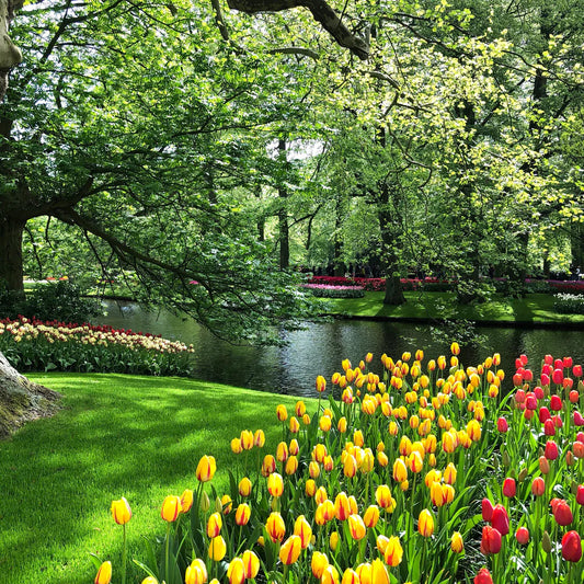 Perfumes árabes para primavera