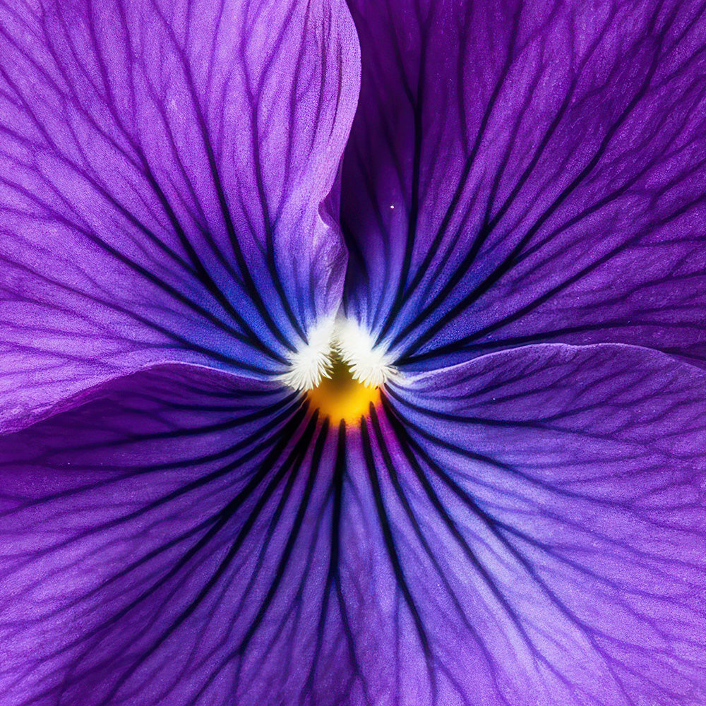 violeta